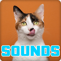 Cat Purring Sounds Effect