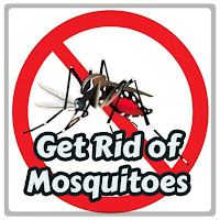Ways to Get Rid of Mosquitoes