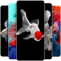 Betta Fish Wallpapers