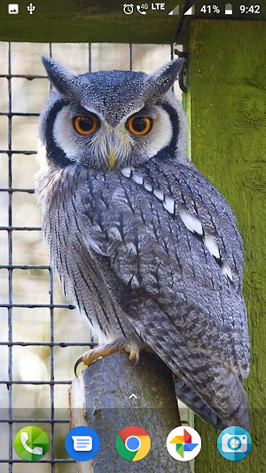 Cute Owl Wallpaper Screenshot 0