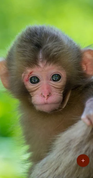10000 Animals Wallpapers Screenshot 1