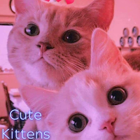 Cute Kittens Wallpaper HD/4k
