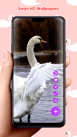 Swan HD Wallpapers Screenshot 1
