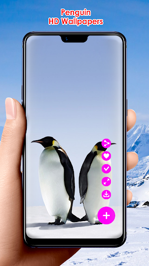 Penguin HD Wallpapers Screenshot 2