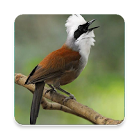 Laughing Thrush Sounds ~ Sclip.app