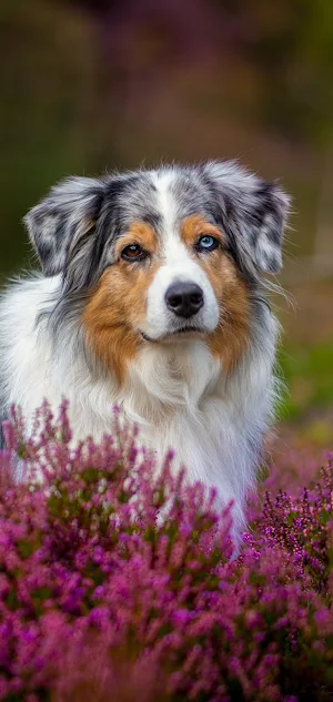 Australian Shepherd Wallpapers Screenshot 3
