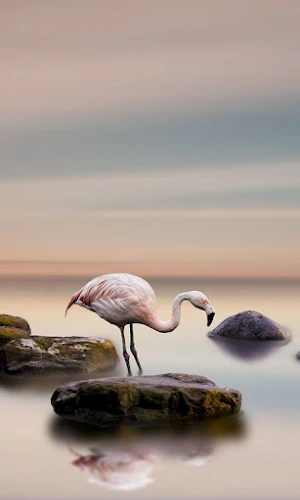 Flamingo Bird Wallpapers Screenshot 1