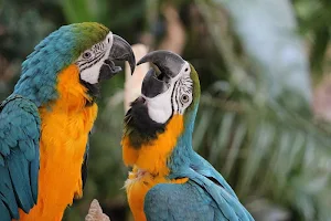 Parrots wallpapers Screenshot 2