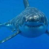 Great White Shark Soundboard