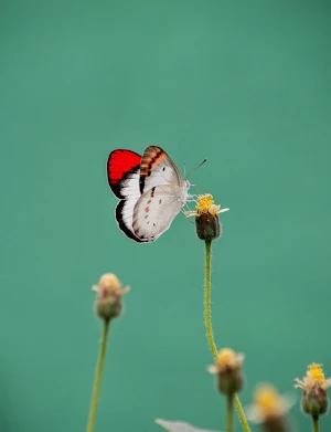 Wallpaper Kupu Kupu Screenshot 3