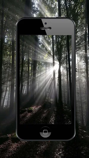 Forest Wallpapers and Backgrounds Screenshot 2