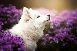 Samoyed Dog Wallpapers Screenshot 1