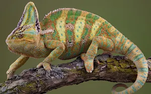 Chameleon Wallpaper HD Screenshot 1
