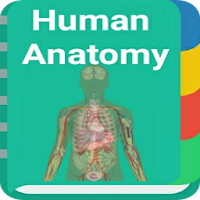 Human Anatomy