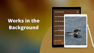 Loon Sounds Screenshot 2