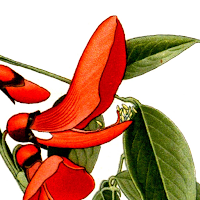 Argentina Wildflowers