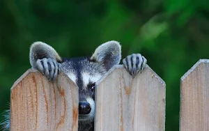 Raccoon Wallpapers Screenshot 3