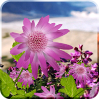 Flowers Live Wallpaper