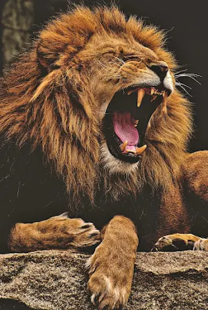 Lions Wallpapers Screenshot 0