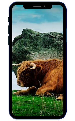 Bison Wallpaper Screenshot 3
