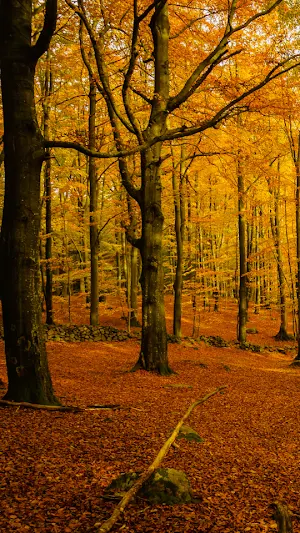 Forest Wallpaper Screenshot 1
