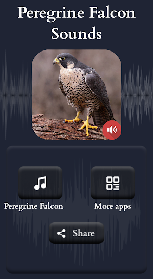 Peregrine Falcon Sounds Screenshot 1