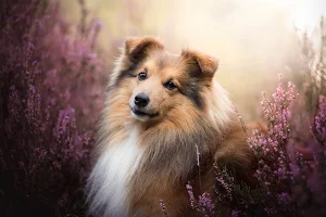 Sheltie dog Wallpapers Screenshot 3