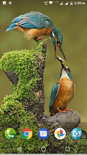 Kingfisher Bird Wallpaper Screenshot 3