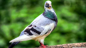 Pigeon Wallpaper HD Screenshot 0