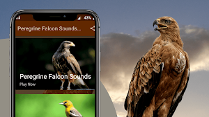 Peregrine Falcon Sounds - Peregrine Falcon Calls Screenshot 1