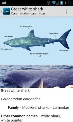 eGuide to Sharks and Rays Screenshot 2