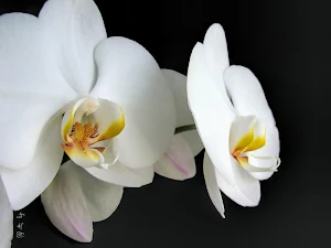 Tropical orchids wallpapers Screenshot 1