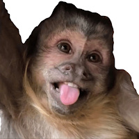 Monkey Stickers WAStickerApps