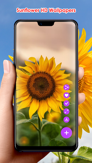 Sunflower HD Wallpapers Screenshot 2