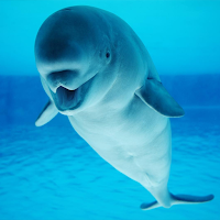 Beluga Whale Sounds