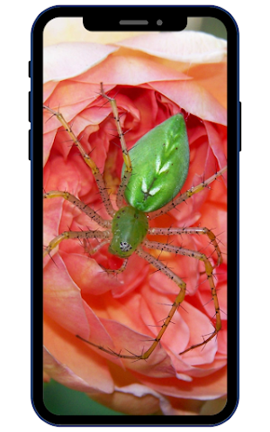 Spider Wallpapers Screenshot 3