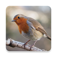 Robin Bird Sound Collections ~ Sclip.app