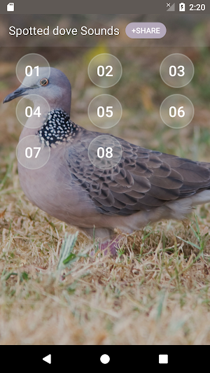 Spotted dove sound Screenshot 1