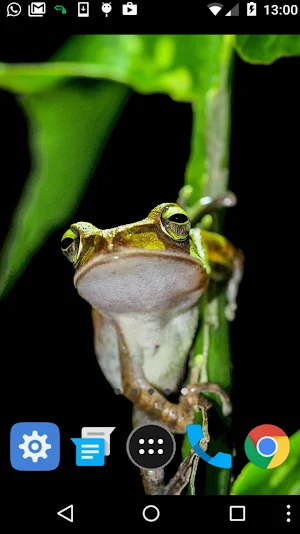 tree frog wallpaper Screenshot 1