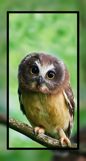 Baby Owl Wallpaper HD 4K Screenshot 3