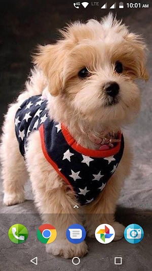 Cute Puppies Wallpaper Screenshot 0