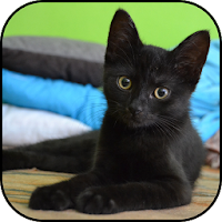 Black cats wallpapers