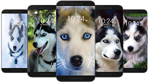 Husky Dog Wallpaper HD Screenshot 3