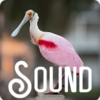 Spoonbill Bird Sound Ringtones