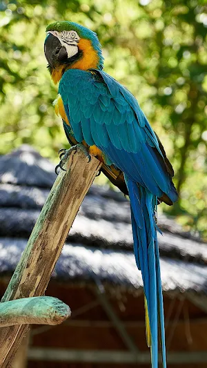 Parrot -Wallpapers,Puzzle Screenshot 3