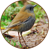 Nightingale Bird Sound Ringtones