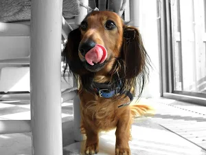 Dachshund wallpapers Screenshot 2