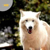 Wolf Sounds - Wolf Howls and Growls