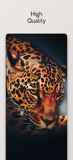 Cheetah Leopard Wallpapers Hd Screenshot 2