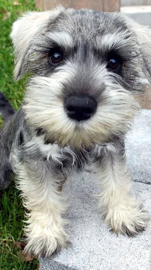 schnauzer wallpaper Screenshot 0